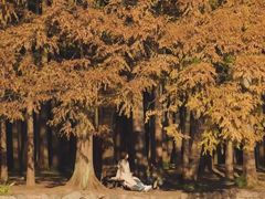 -上海共青森林公园