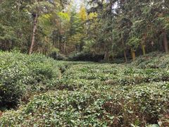 -游子山休闲旅游区
