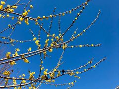 -十八棵（老龙井）御茶园(老龙井店)