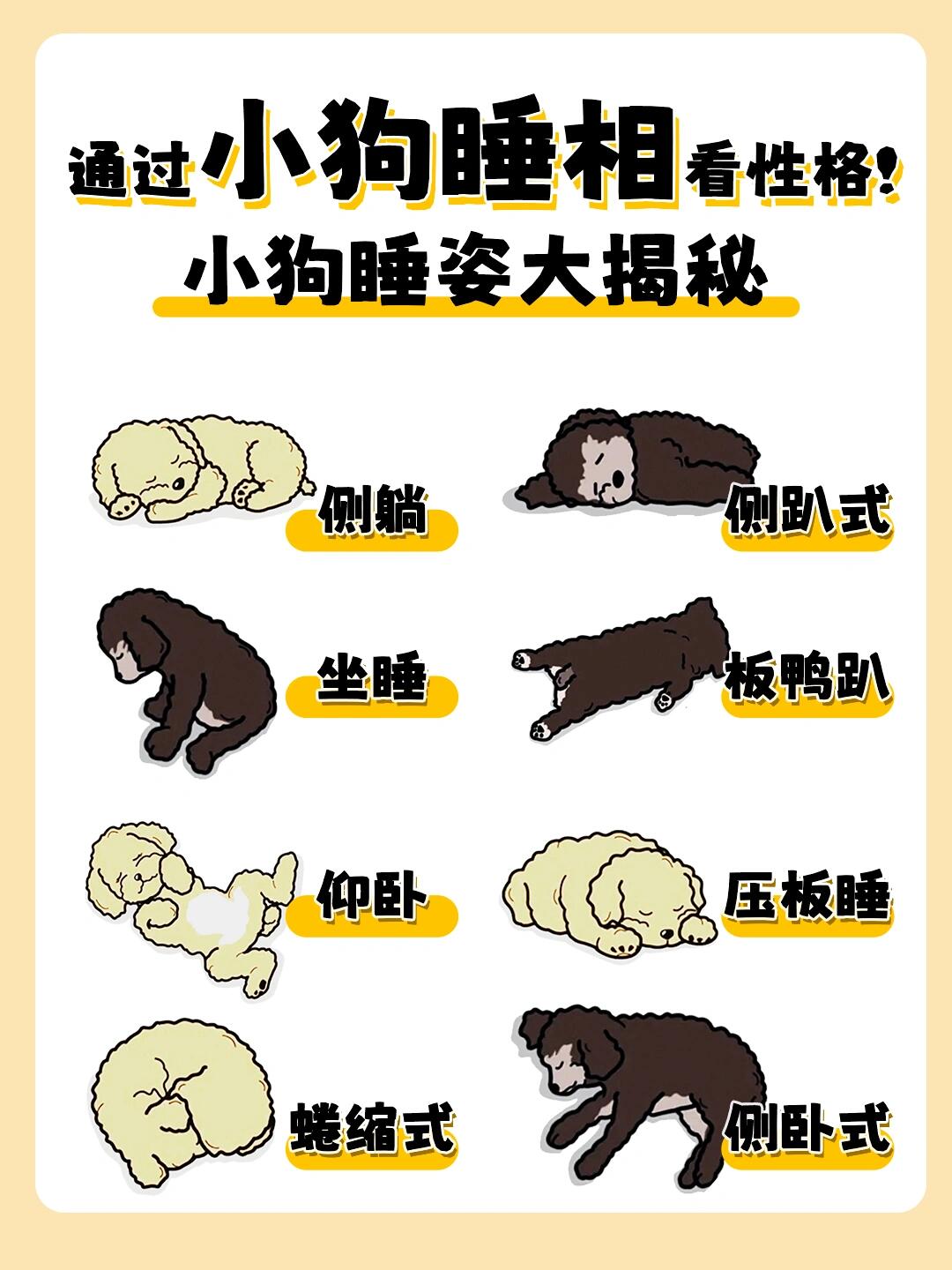 狗睡觉一般睡多久