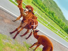 -大连铭湖国际观光牧场
