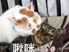 -头壹号 大油条·老长沙盖码饭(清河店)