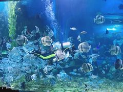 -顺德南宏海立方海洋公园