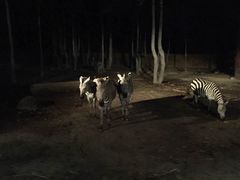 -清迈夜间动物园