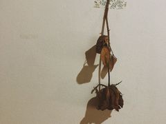 -素咫咖啡CLIFEROSE
