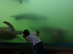 -广东惠东海龟国家级自然保护区