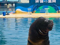 -秦皇岛乐岛海洋王国