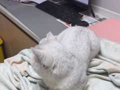 -宠颐生宠物医院·异宠猫科内科·诊疗中心宠巢店