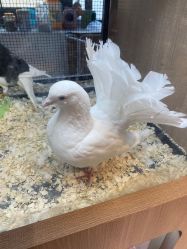 -Moni星球萌宠·小马宝莉·灵蛇·高端高阶全萌宠互动体验俱乐部(红豆国际广场店)