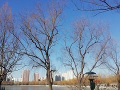 -莲花池公园