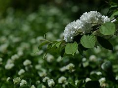 -白塘生态植物园