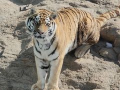 -西霞口神雕山野生动物世界