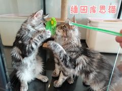 -70cat德文卷毛猫·缅因猫纯种猫舍
