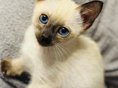 -欣宠猫屋·矮脚拿破仑·蓝金金渐层