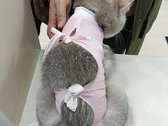 -全心全意连锁动物医院·微创中心·内科急重症·心脏专科(丰管路店)