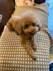 点击看大图 -怪咖纹身刺青