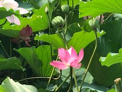 中华荷园-南戴河国际娱乐中心