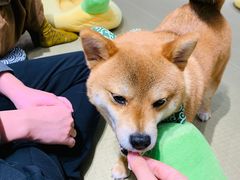 -逗柴咖啡屋·狗咖猫咖宠物桌游