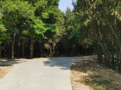 -官港森林公园