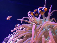 -西雅图水族馆