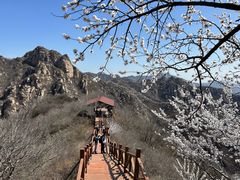 -大岭沟猕猴桃谷风景区
