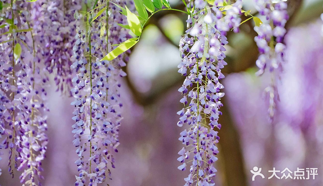 紫藤廊下的星巴克