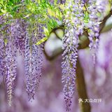 紫藤廊下的星巴克