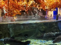 -成都浩海立方海洋公园