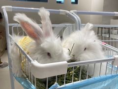 -怪兽屋·羊驼·猫咖·狗咖(俊华广场店)