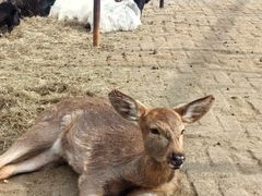 -武汉紫薇都市田园