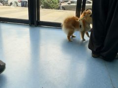 -博特宠物医院24h犬猫全科.骨科·异宠