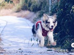 -大围山国家森林公园