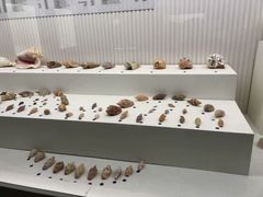 -青岛贝壳博物馆