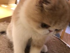 -滚猫咖啡·猫咖·猫友好撸猫(未来城店)