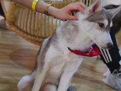 -Husky Go! 哈士奇体验馆·宠物咖啡厅狗咖