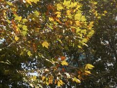 -山东农业大学(岱宗校区)