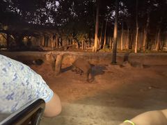 -清迈夜间动物园