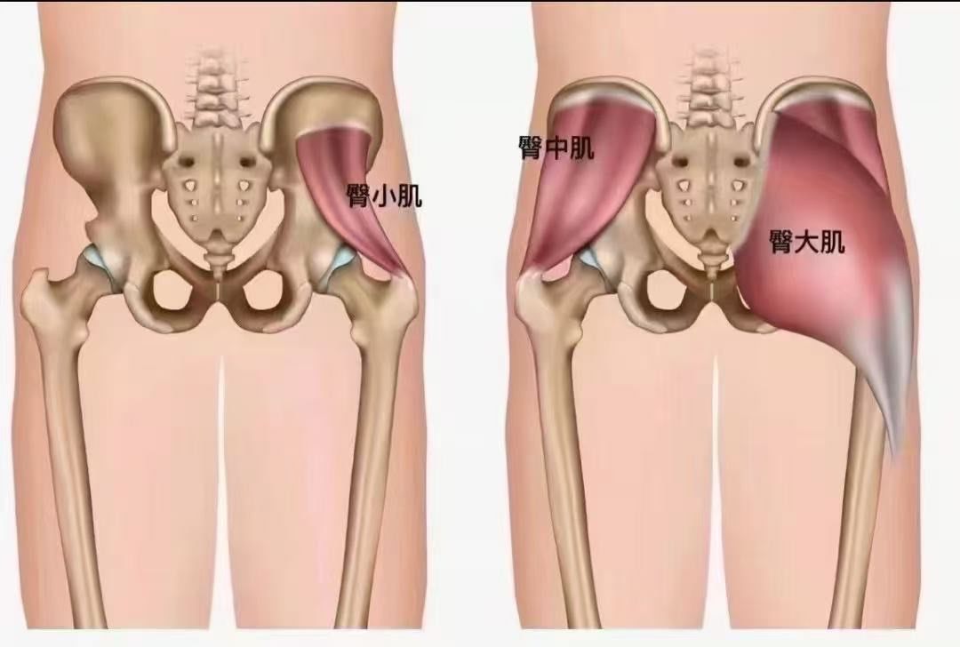 练臀的重要性!