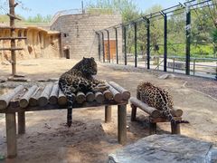 -北京野生动物园