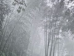 -蜀南竹海景区