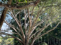 -中国科学院西双版纳热带植物园