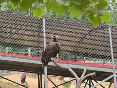 -西霞口神雕山野生动物世界
