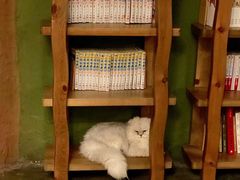-猫猫幼稚园·撸猫·桌游·电玩