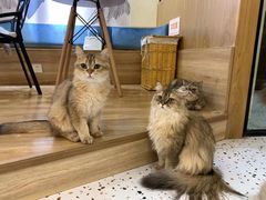 -滚猫咖啡·猫咖·猫友好撸猫(未来城店)