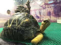 -上海大自然野生昆虫馆(东方明珠·爬宠昆虫探索中心)