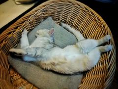 -猫友咖啡店(玉林西路店)