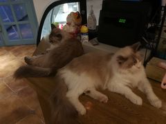 大堂-共舞时光猫咖·狗咖(新街口店)