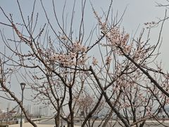 -海河外滩公园