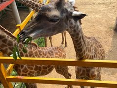 -西霞口神雕山野生动物世界