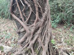 -荔香公园